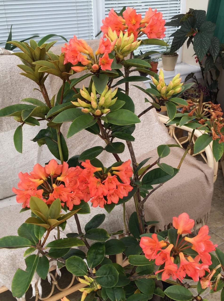 Unknown Vireya Hybrid